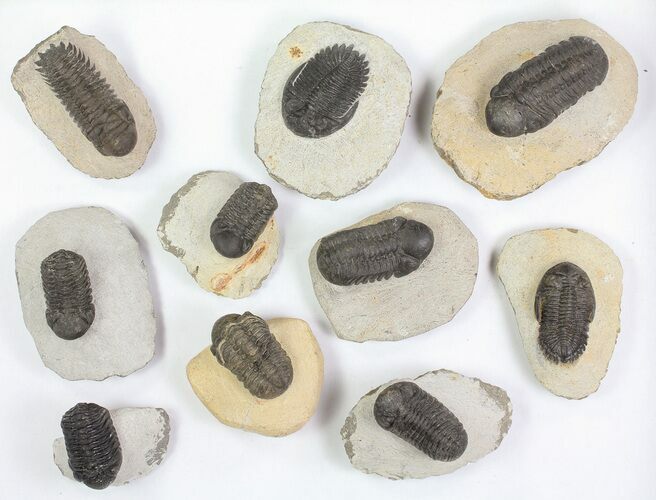 Lot: Assorted Devonian Trilobites - Pieces #76920